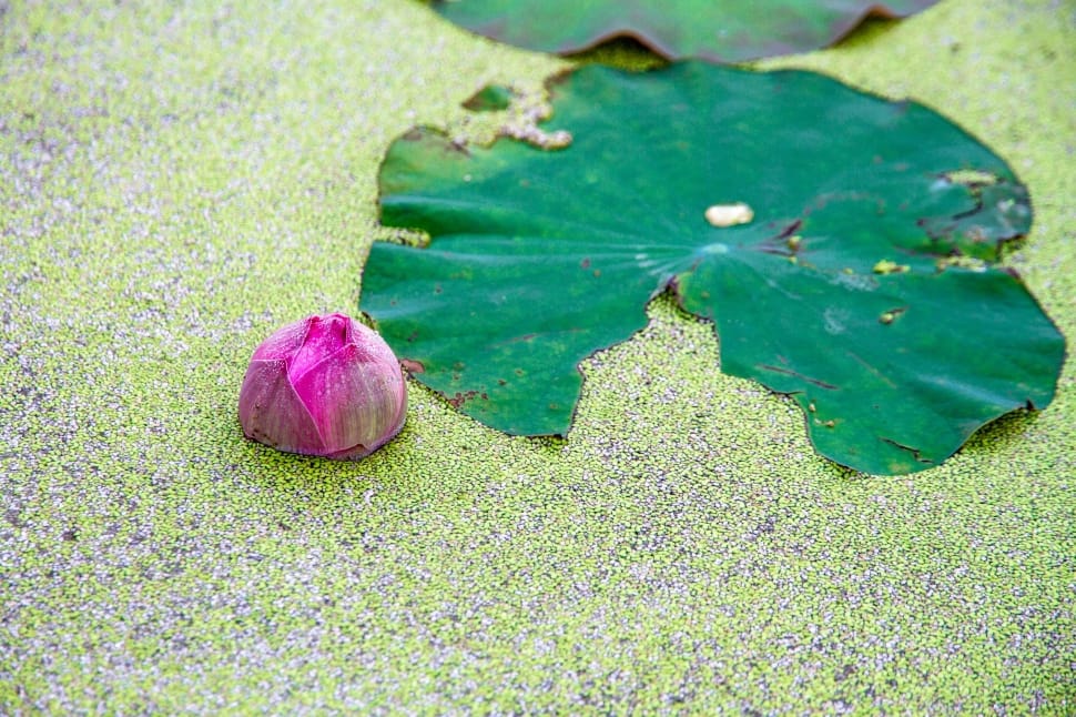 green leaf near purple flower preview