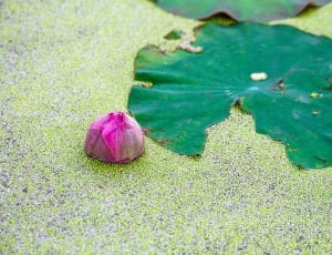 green leaf near purple flower thumbnail