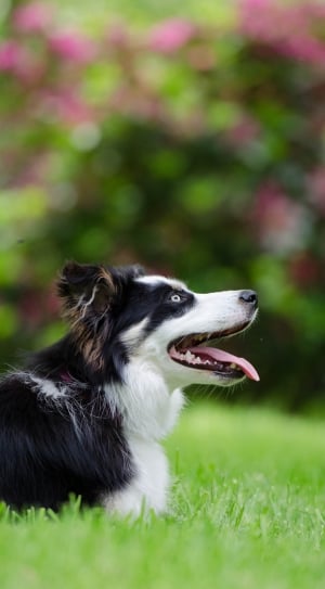 British Sheepdog, Border Collie, dog, grass thumbnail