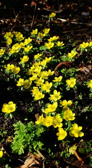 yellow and green petaled flower garden thumbnail