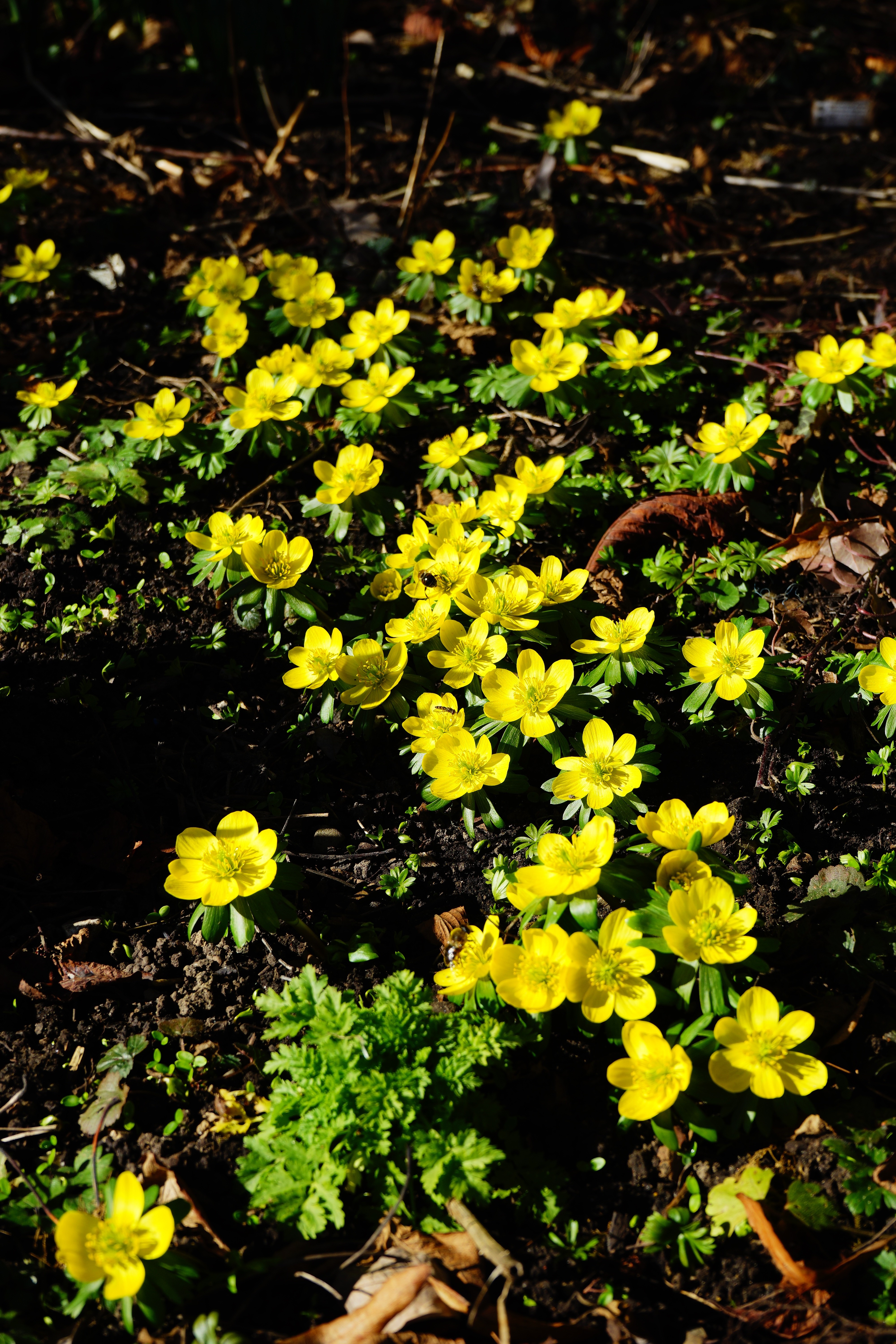 yellow and green petaled flower garden
