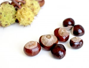 Tree, Autumn, Prickly, Chestnut, Nature, food and drink, nut - food thumbnail