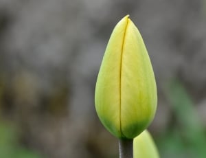 yellow tulipbud thumbnail