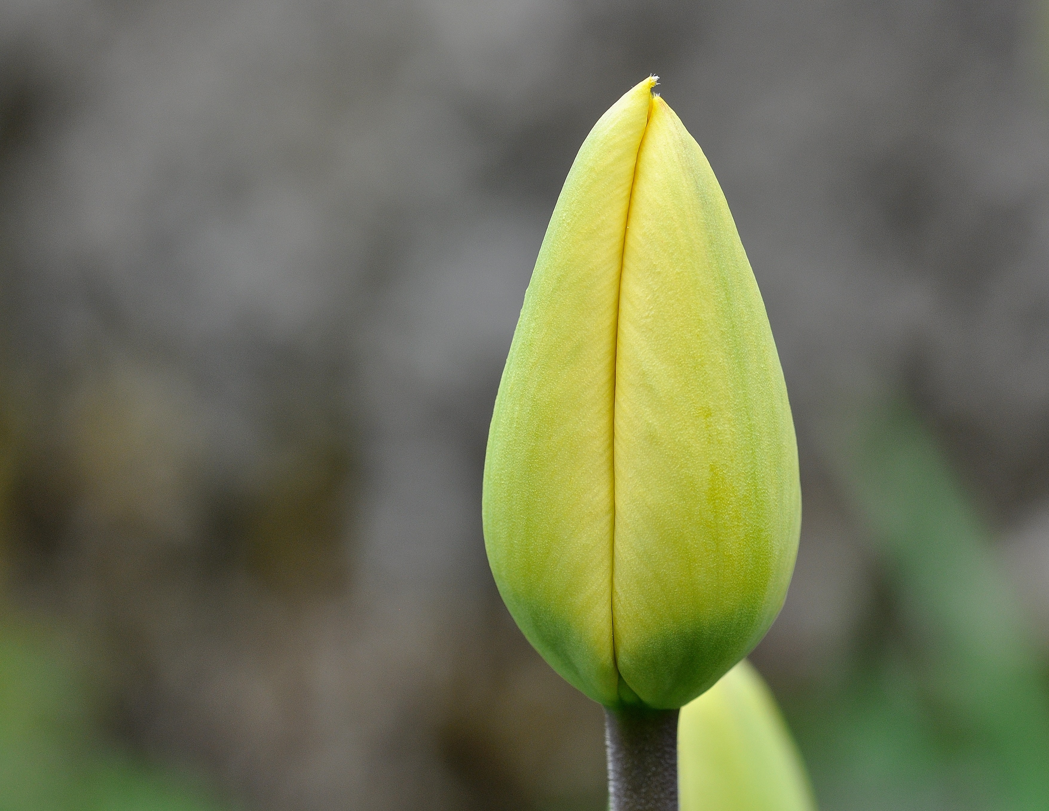 yellow tulipbud