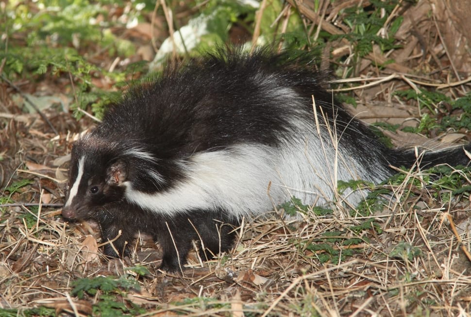 Portrait, Wildlife, Hooded Skunk, one animal, animals in the wild preview