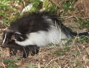 Portrait, Wildlife, Hooded Skunk, one animal, animals in the wild thumbnail