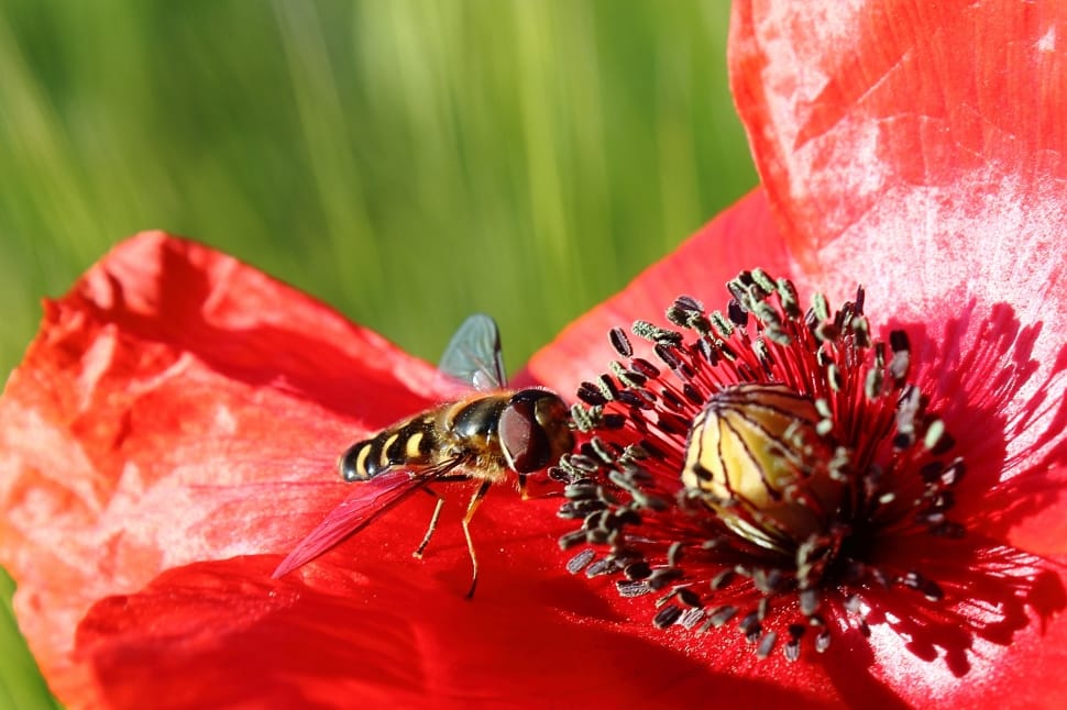 Poppy, Hoverfly, Klatschmohn, Insect, red, one animal preview