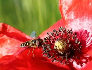Poppy, Hoverfly, Klatschmohn, Insect, red, one animal thumbnail