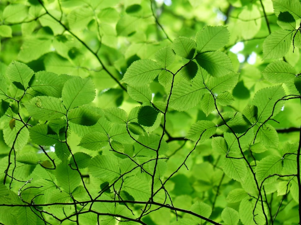 Leaves, Canopy, Color, Green, green color, backgrounds preview