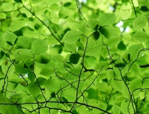Leaves, Canopy, Color, Green, green color, backgrounds thumbnail
