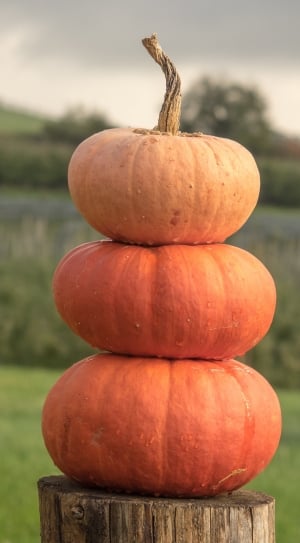 Pumpkins, Orange, Yellow, Gourd, Autumn, pumpkin, vegetable thumbnail