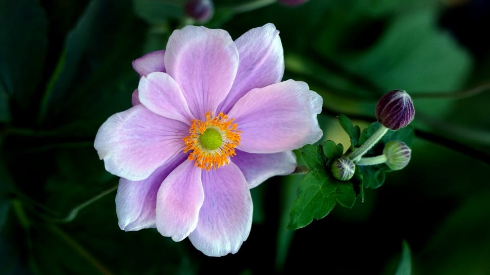 Anemone, Japanese preview