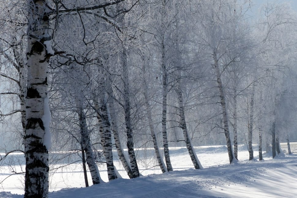 snow covered trees free image | Peakpx