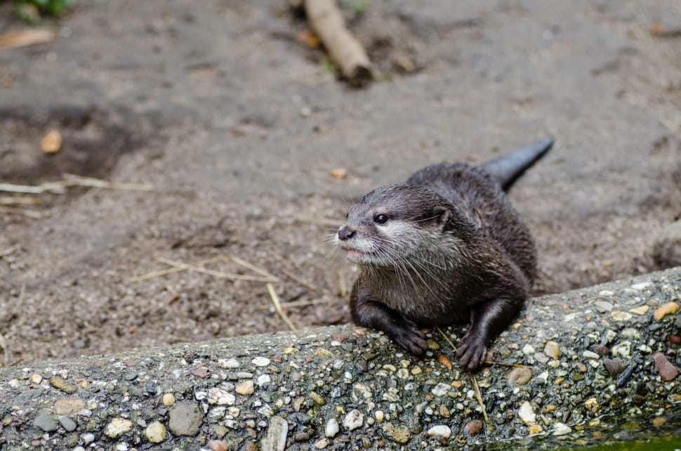 Oriental small-clawed otter preview
