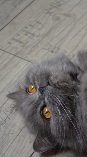 gray cat thumbnail