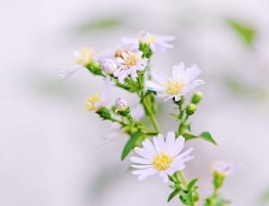 white flowers thumbnail