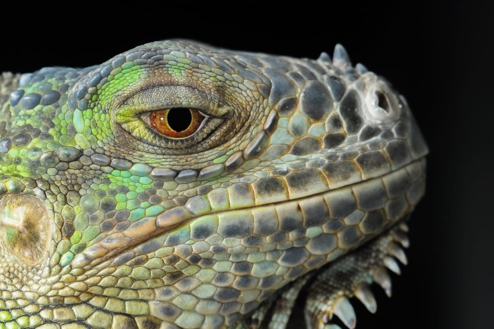 green and black iguana preview