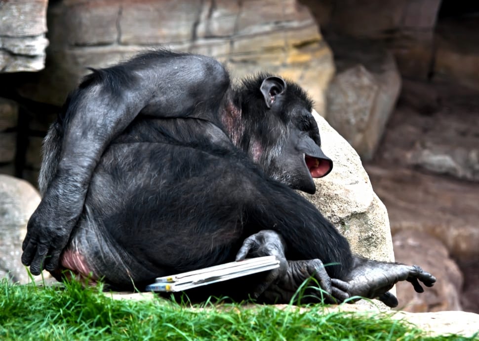 black chimpanzee preview