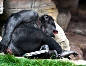 black chimpanzee thumbnail