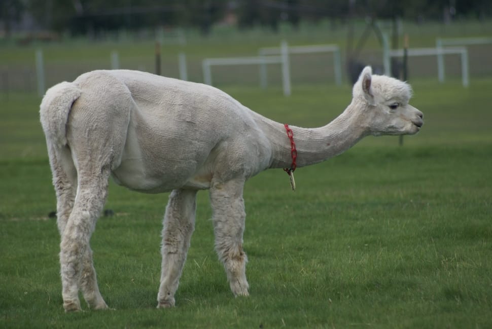 white Llama standing on grass field at daytime preview