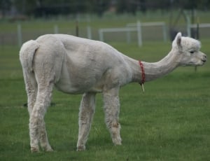 white Llama standing on grass field at daytime thumbnail