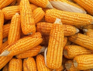corn lot thumbnail