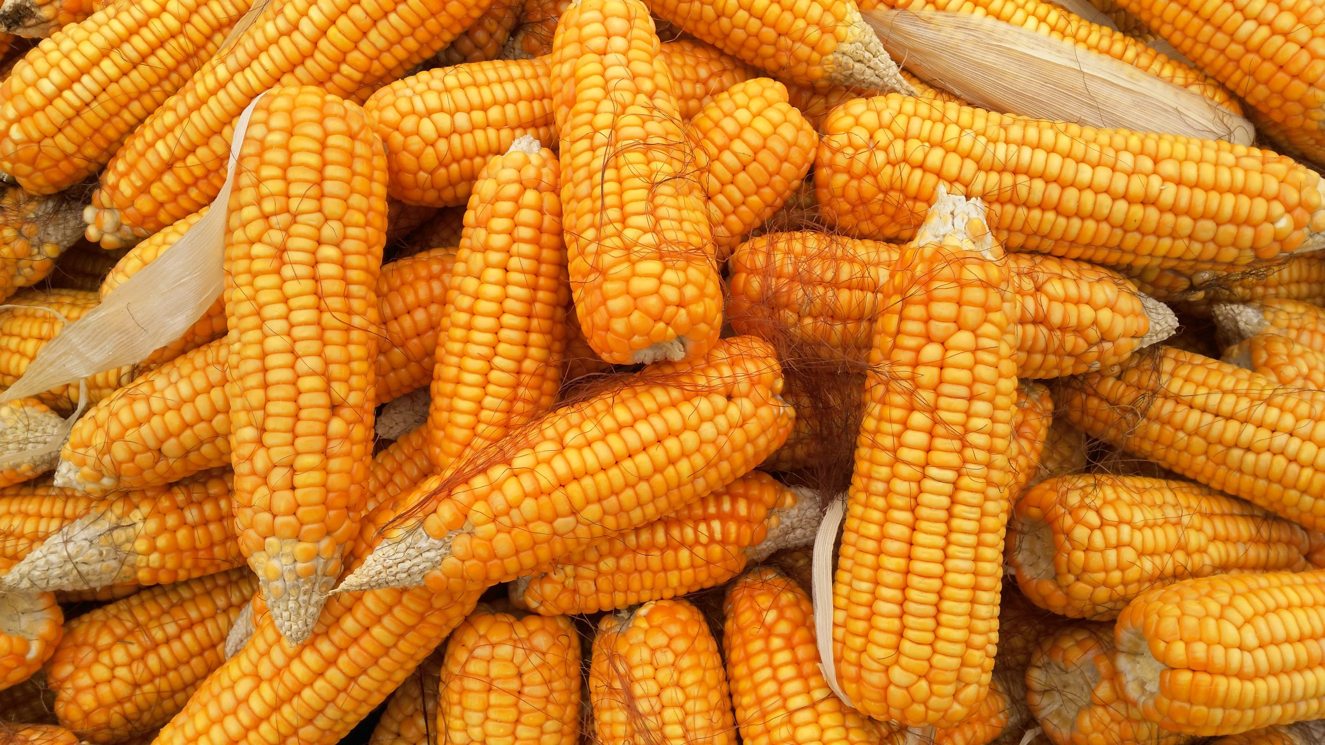corn lot