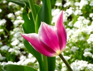 pink and white flower thumbnail