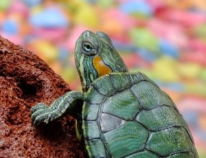 green turtle thumbnail