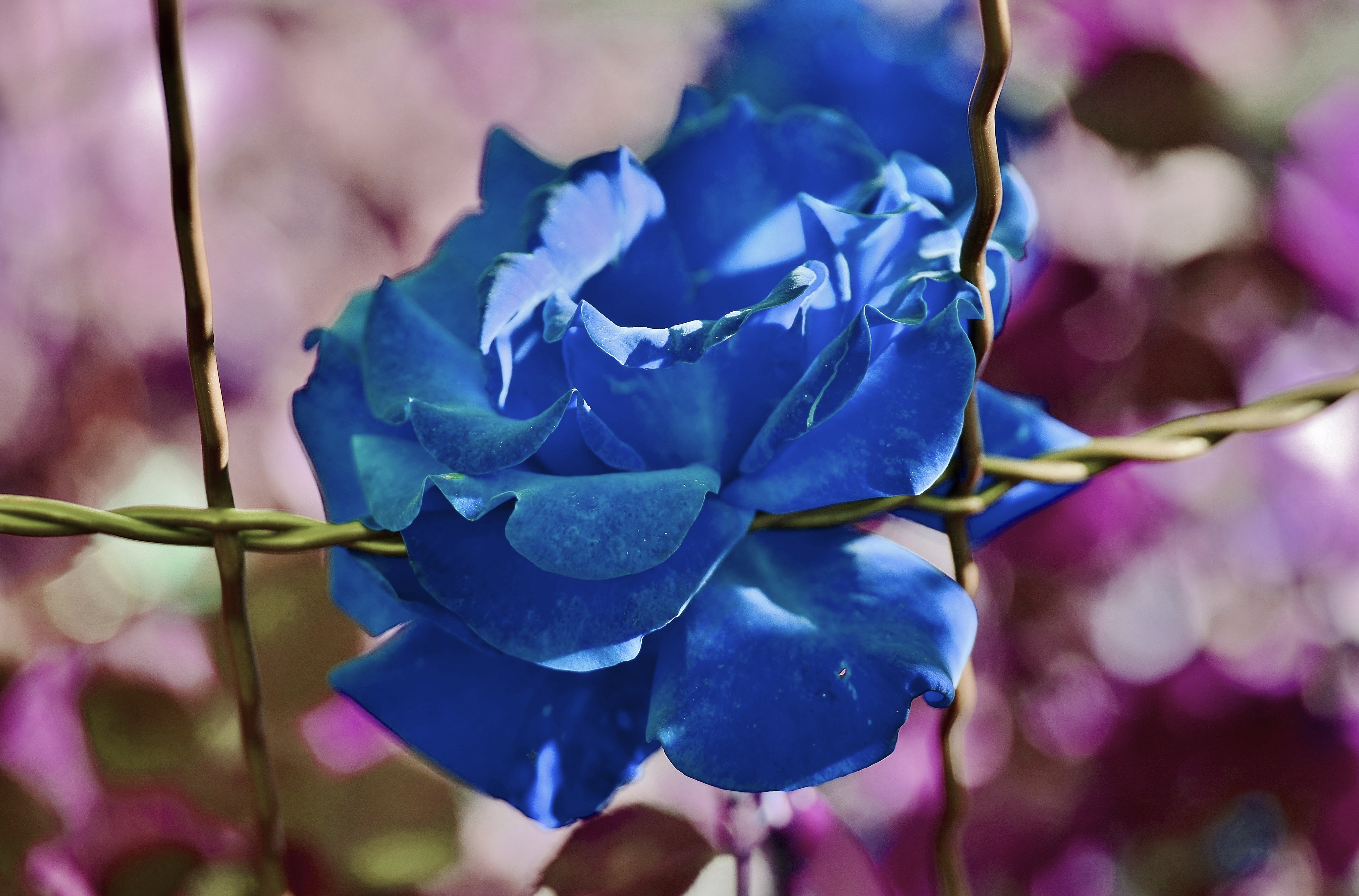 blue petaled flower