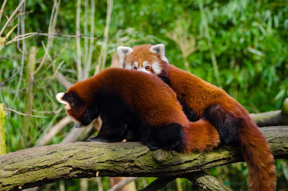 pair of red pandas on wood preview