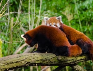 pair of red pandas on wood thumbnail