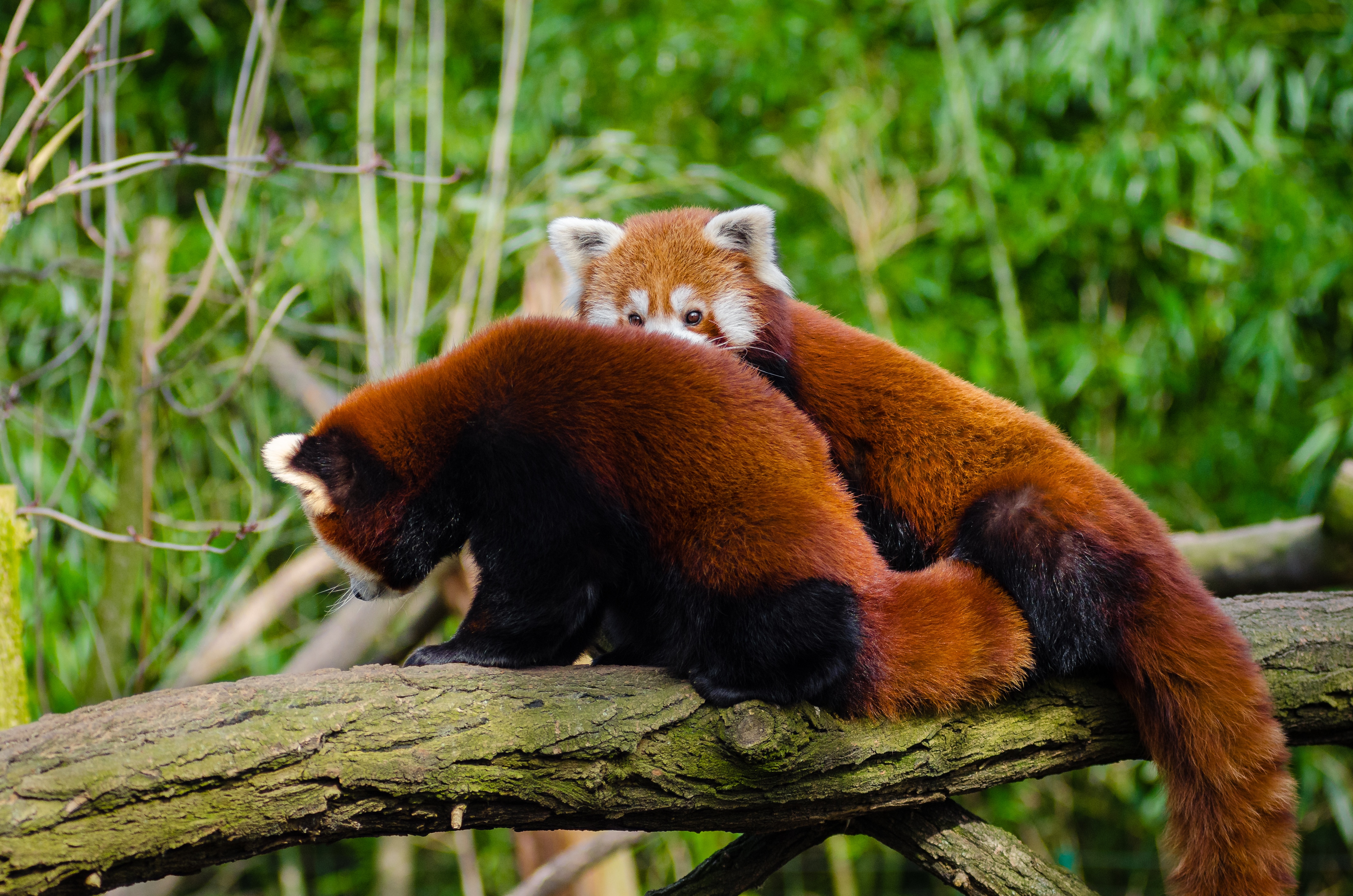 pair of red pandas on wood