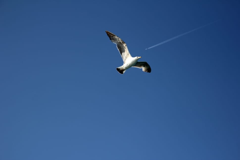 white seagulls preview