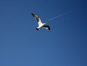 white seagulls thumbnail