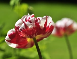 selective focus photography of red and white petaled flower thumbnail