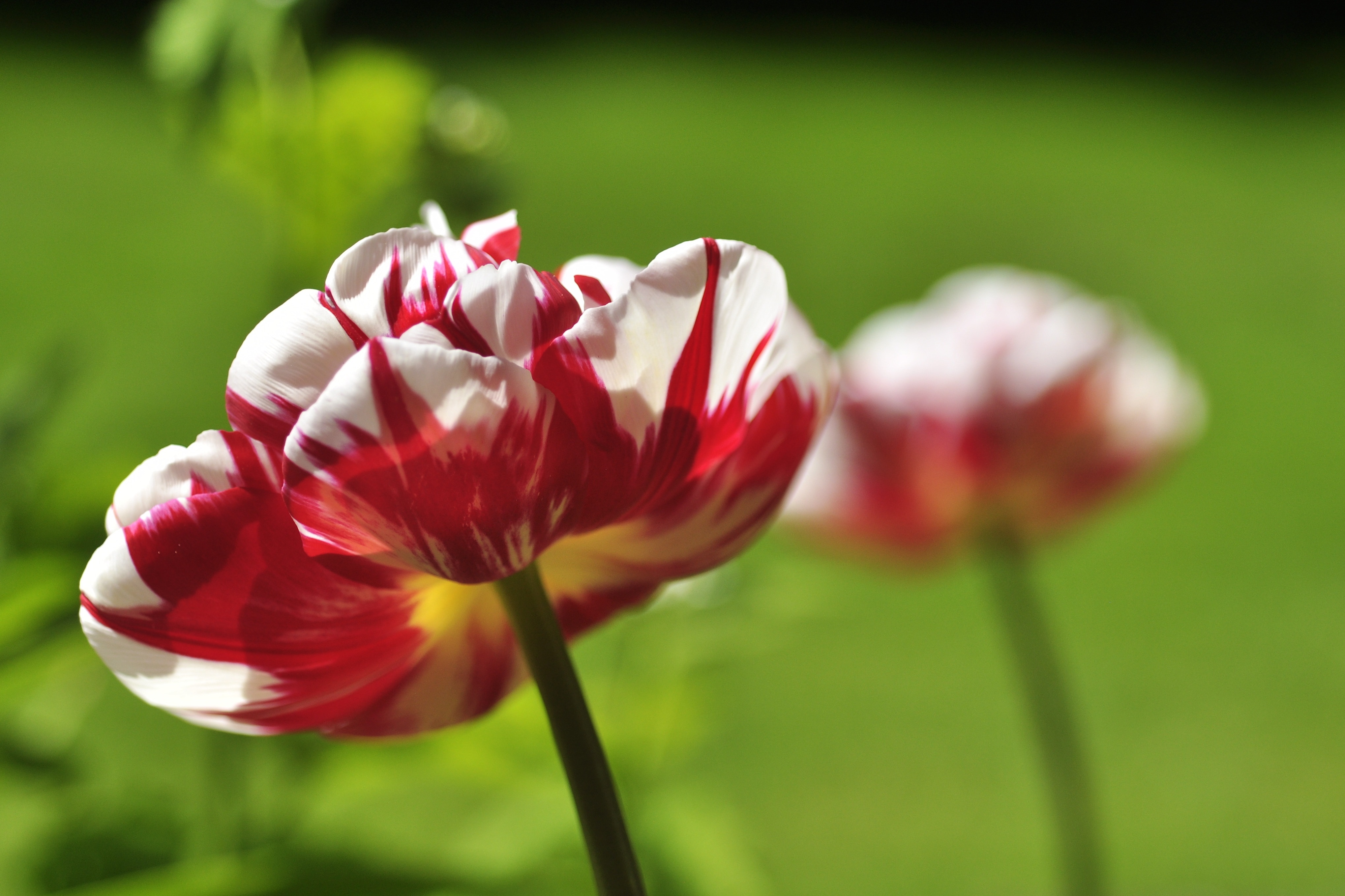 selective focus photography of red and white petaled flower