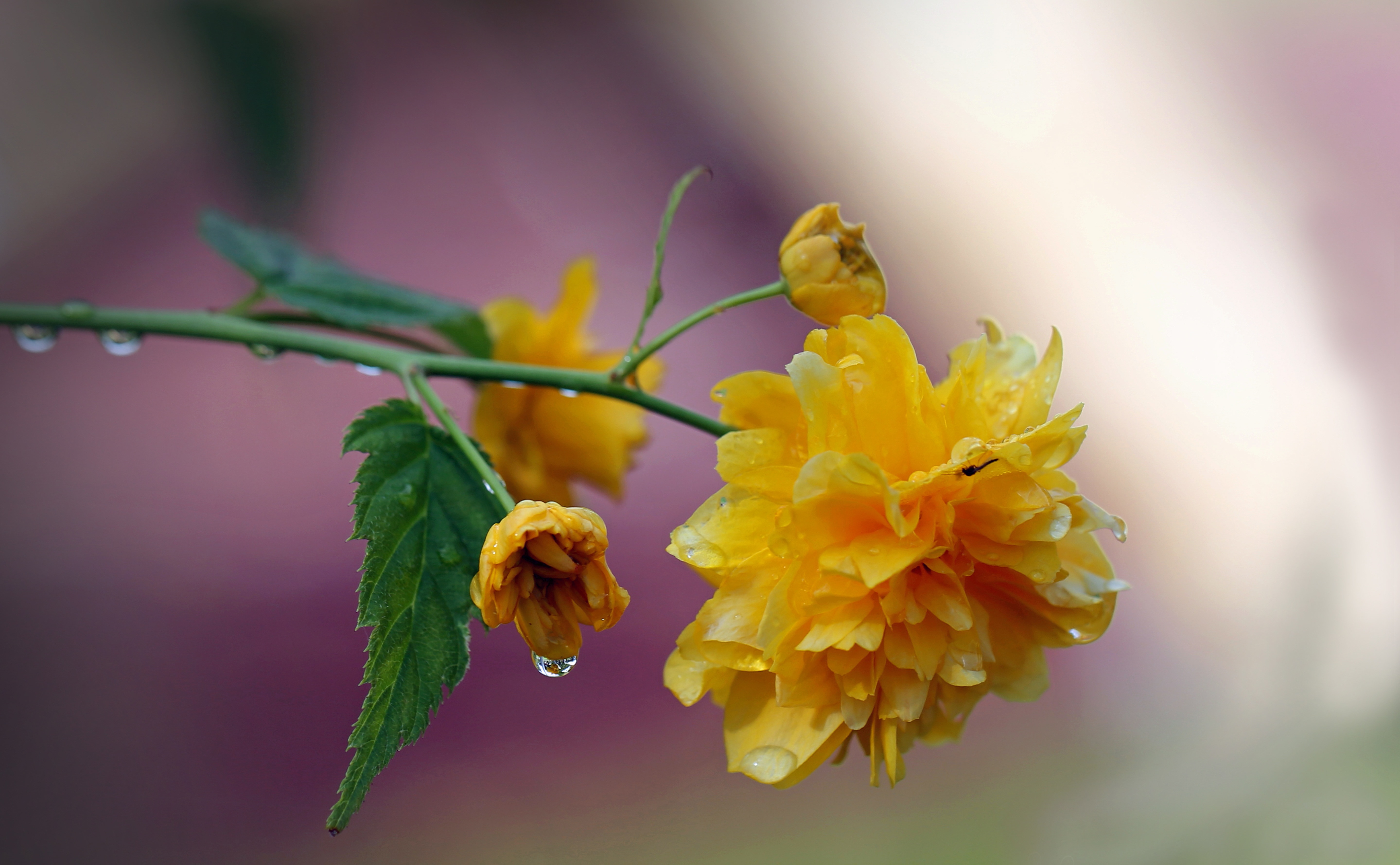 yellow flower plant