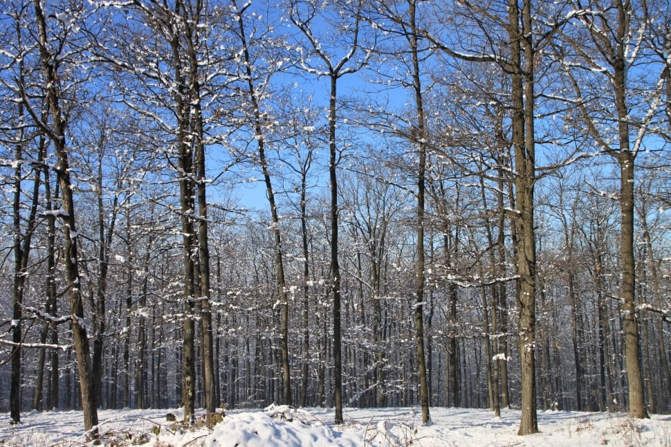 leafless trees preview