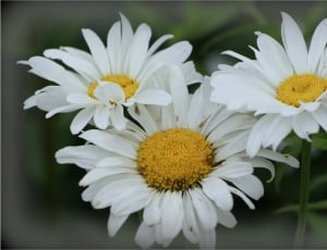3 white daisy flowers thumbnail