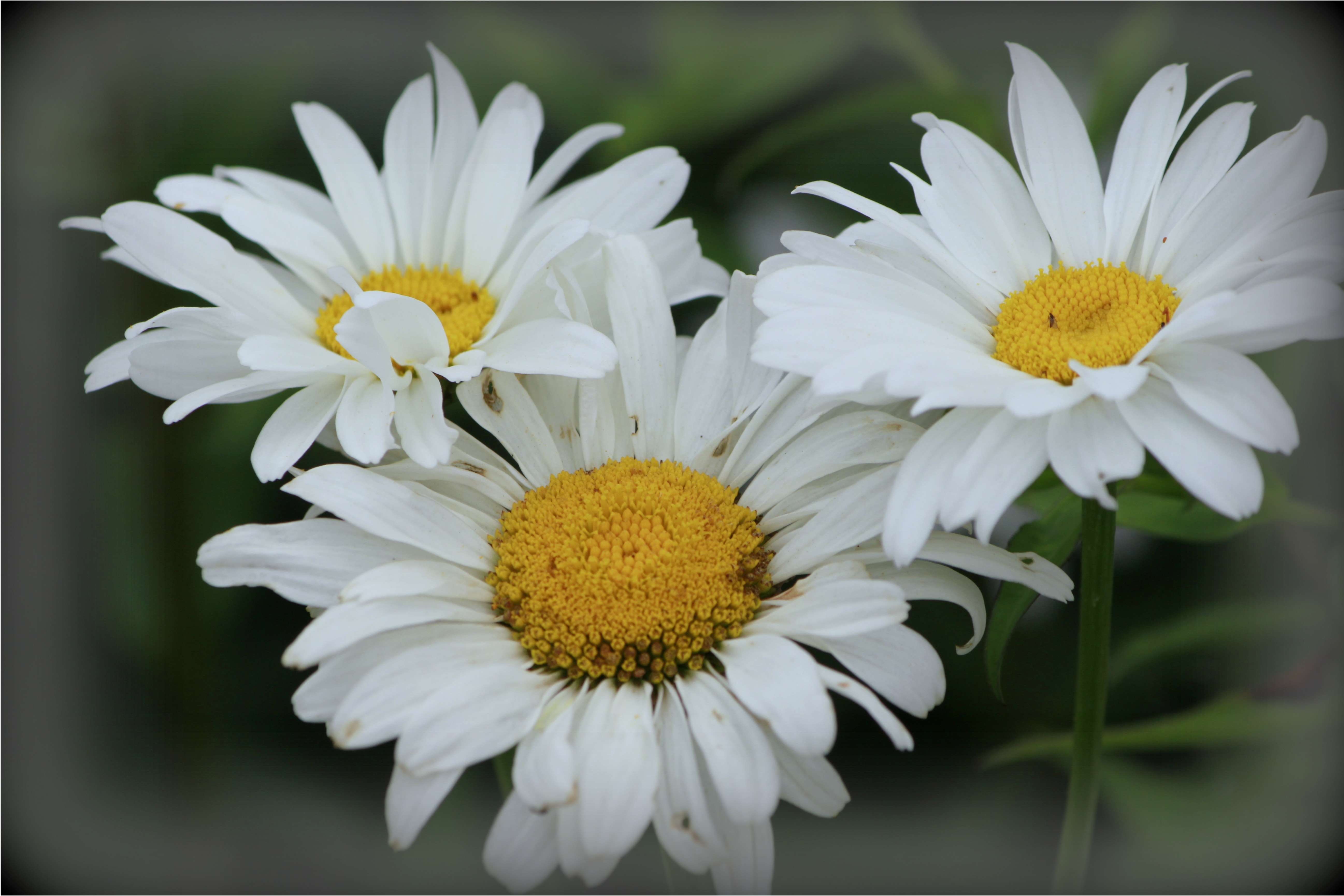 3 white daisy flowers