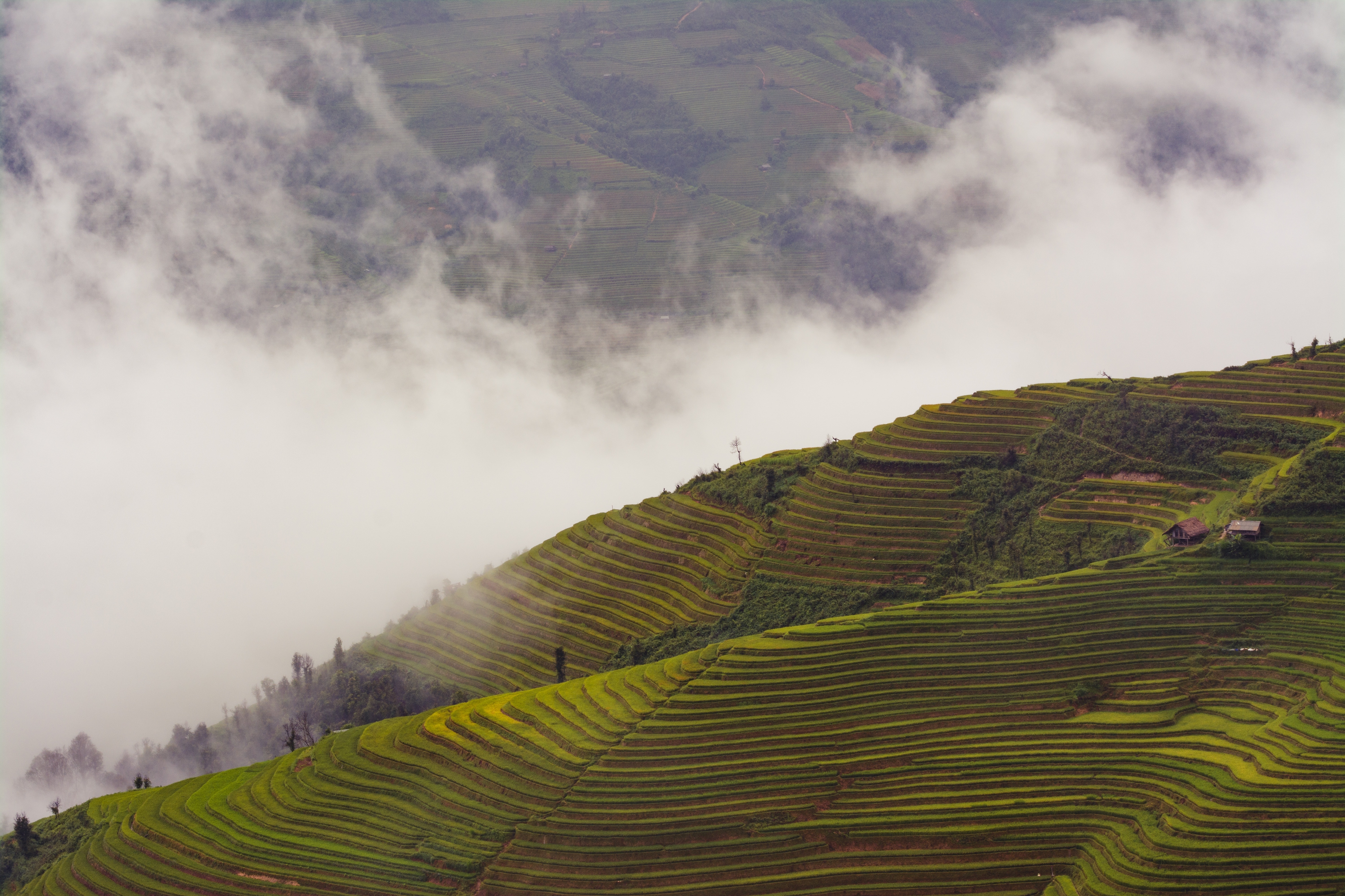 green rice terraces during daytime
