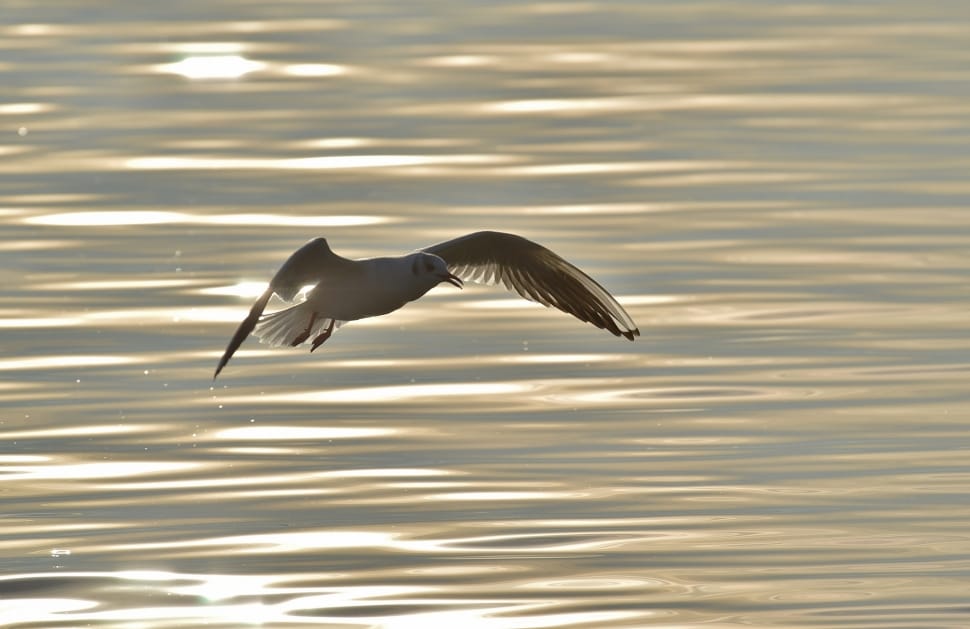 red-billed gull flying at daytime preview