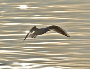 red-billed gull flying at daytime thumbnail