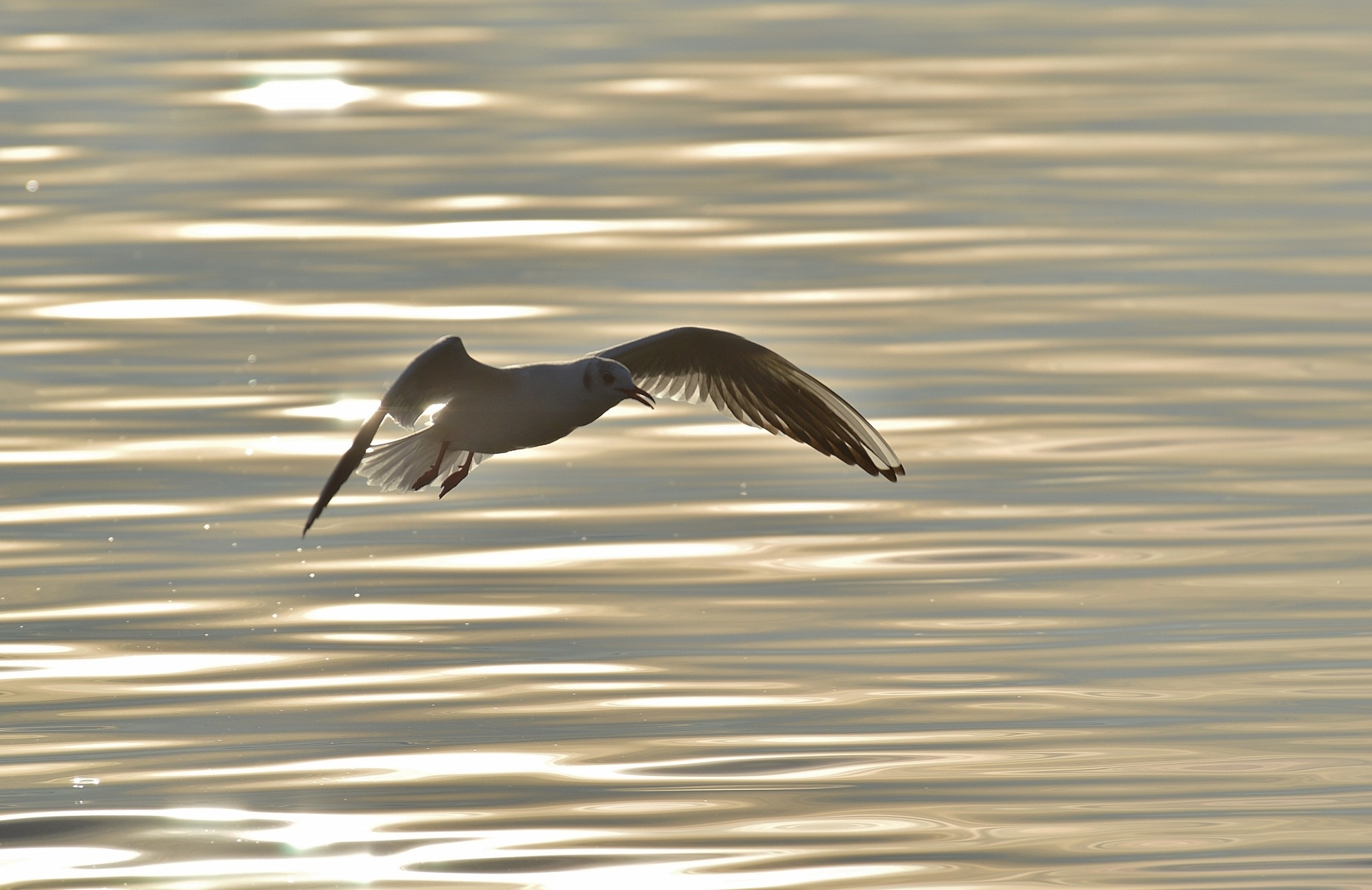 red-billed gull flying at daytime