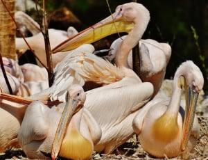 flock of white and yellow pelican thumbnail