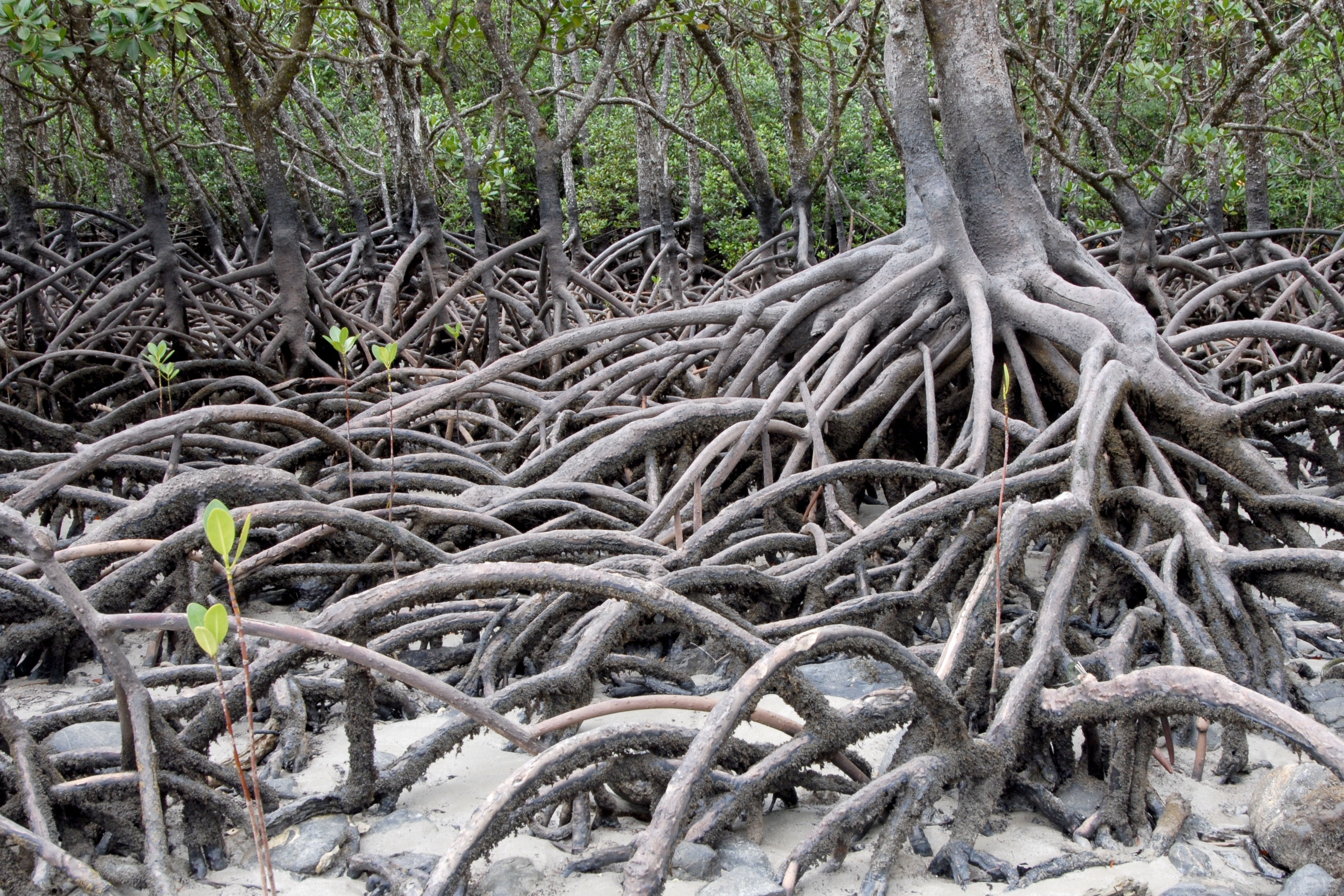 Какой корень лесов. Мангровые заросли Австралии. Мангровые леса Австралии. Мангровые корни. Мангровые растения корни.