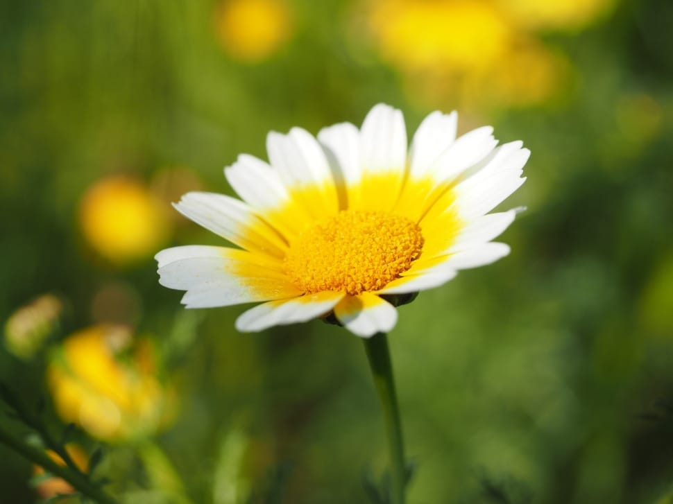 yellow-and-white flower preview