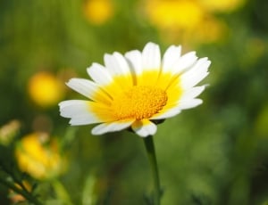 yellow-and-white flower thumbnail