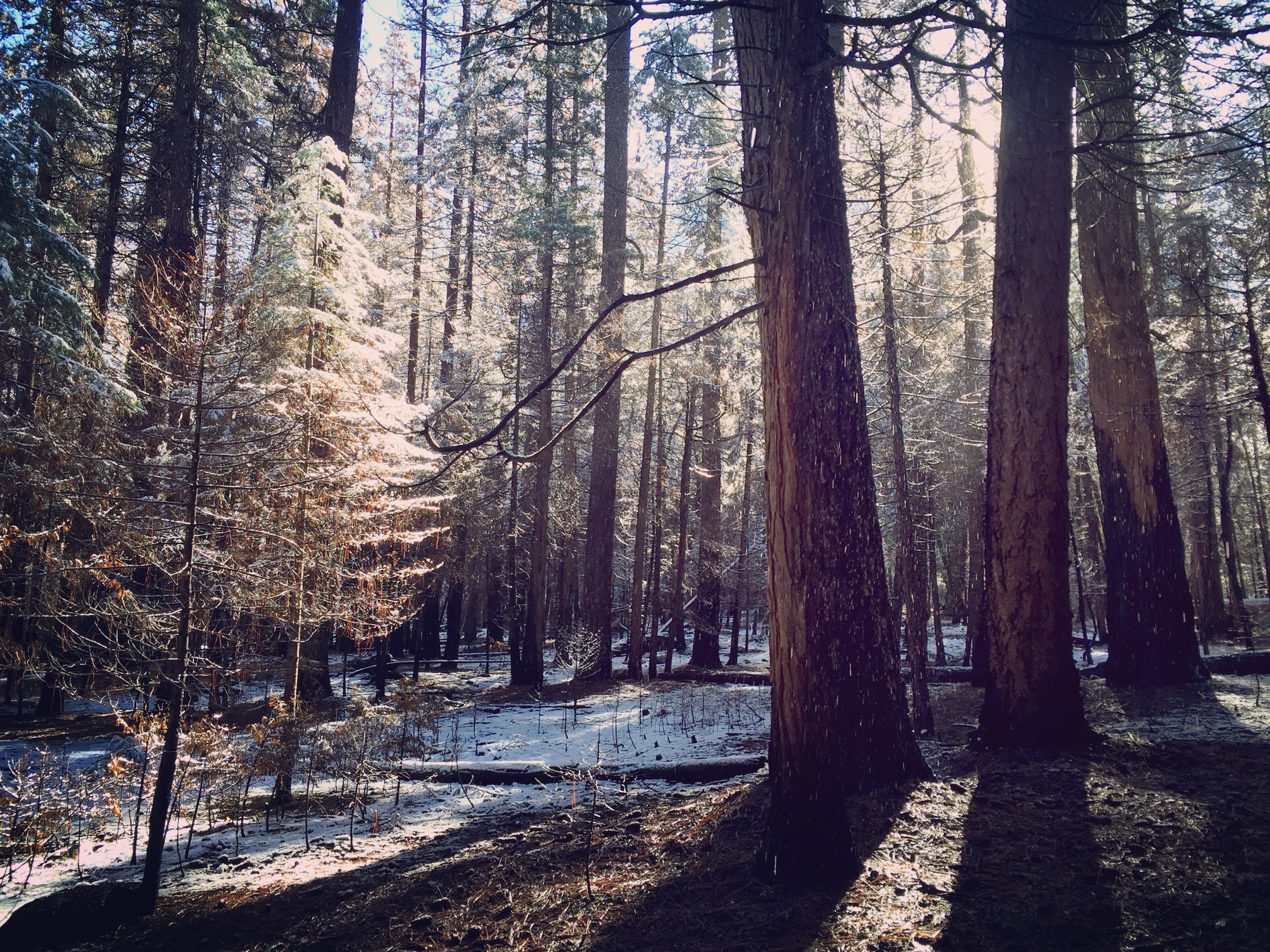 Лес вдохновения. Йосемити хвойный лес. Депрессивный лес. Парк в еловом лесу. Пустынь парк лес.